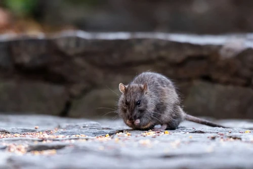 Rat eating seeds on the street outside.