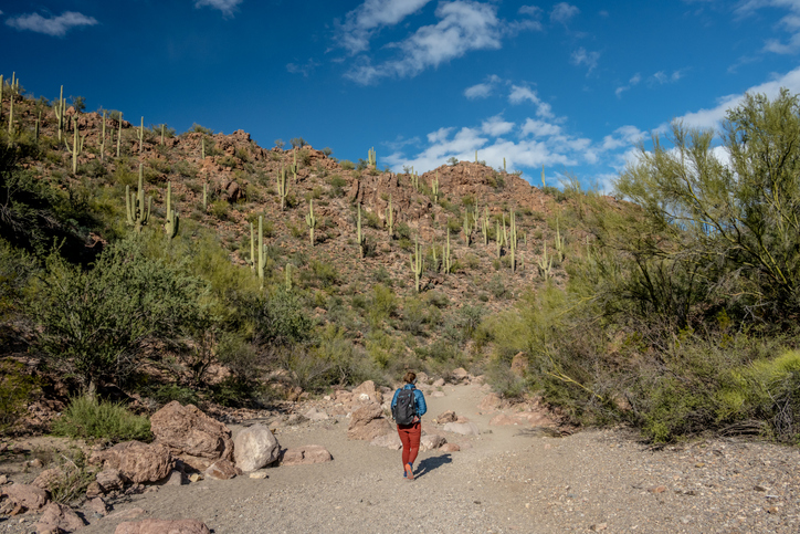 A hiker trekking among saguaros on a hillside in Arizona.